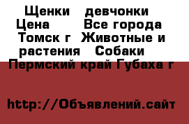 Щенки - девчонки › Цена ­ 2 - Все города, Томск г. Животные и растения » Собаки   . Пермский край,Губаха г.